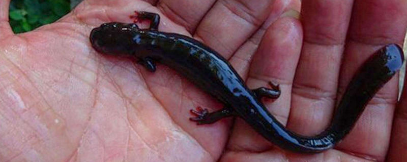 东方蝾螈可以用手拿