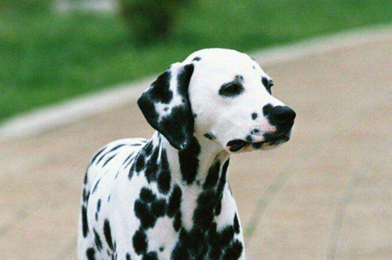 斑点狗为什么禁养