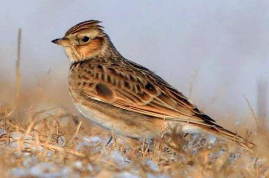 成年百灵鸟怎么分公母