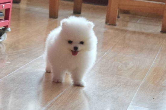 茶杯犬博美能长多大