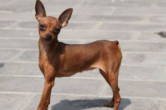 小鹿犬的耳朵几个月能竖起来