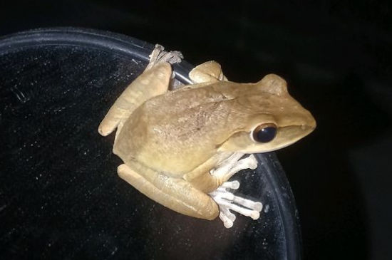 宠物蛙用什么缸来养