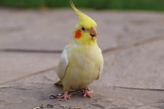 如何挑选玄凤鹦鹉