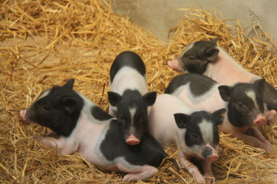 宠物猪对人有感情吗