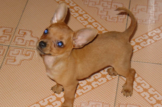 小鹿犬什么时候断尾