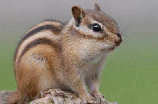 宠物鼠类松鼠   花栗鼠背部中间有一条黑色的条纹一直到尾巴,是由褐色