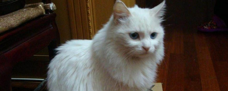 养波斯猫的好坏