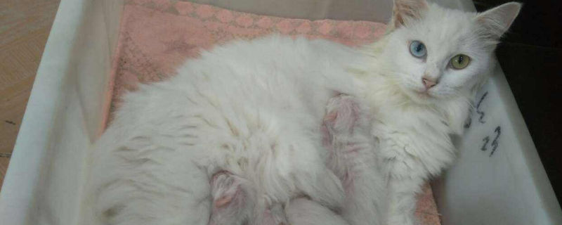 养异瞳猫有什么好处