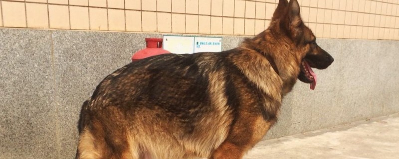 德牧怀孕50天的表现