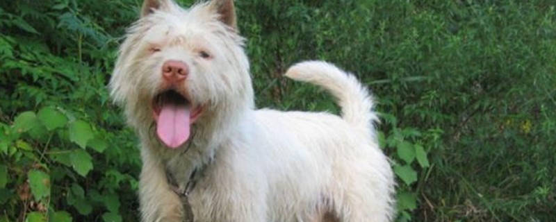 下司犬的缺点-轻博客