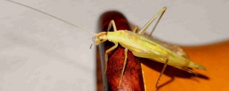 延长竹蛉寿命的方法