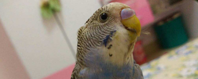 虎皮鹦鹉几个月开始说话