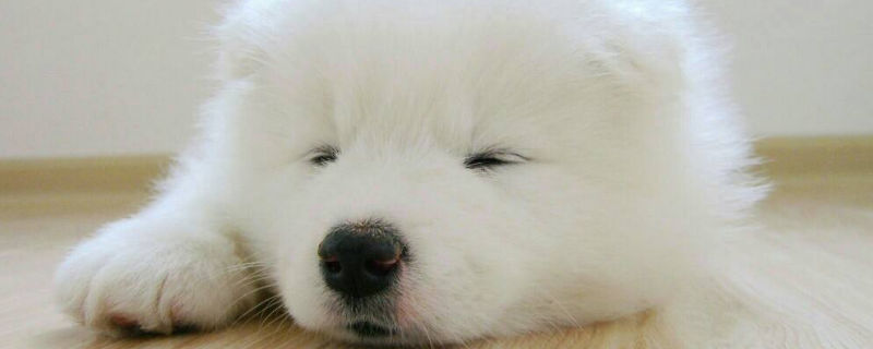 白色的狗品种 张帅 执业兽医师 从事宠物医疗工作多年         细犬