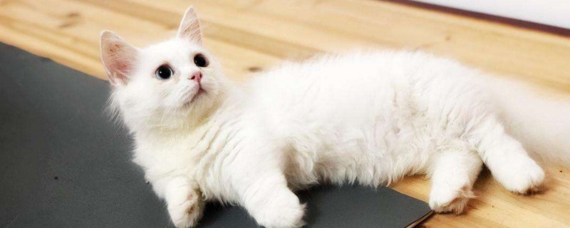 拿破仑猫为什么这么贵