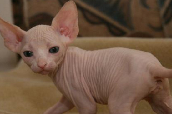 猫咪大全  无毛猫其实叫做斯芬克斯猫,它除了耳朵,口鼻,尾巴等部位有