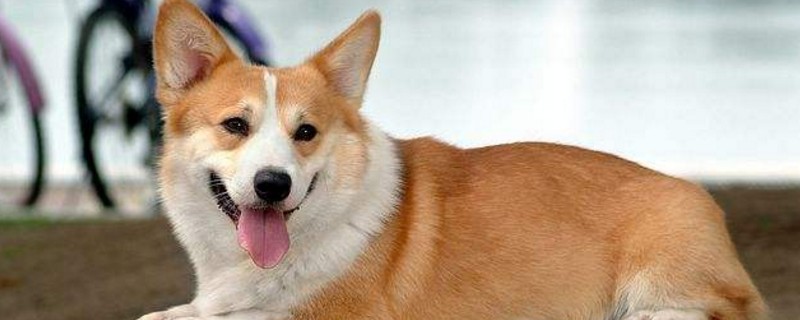 无尾狗叫什么犬