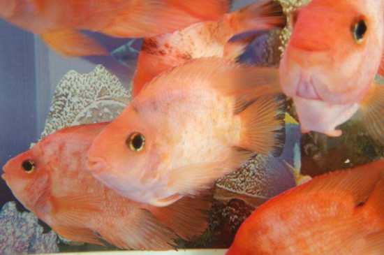 鹦鹉鱼发白怎么回事