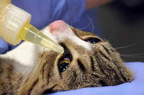 猫咪滴眼药水小窍门