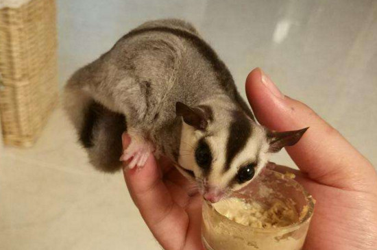 母蜜袋鼯鼠怀孕征兆