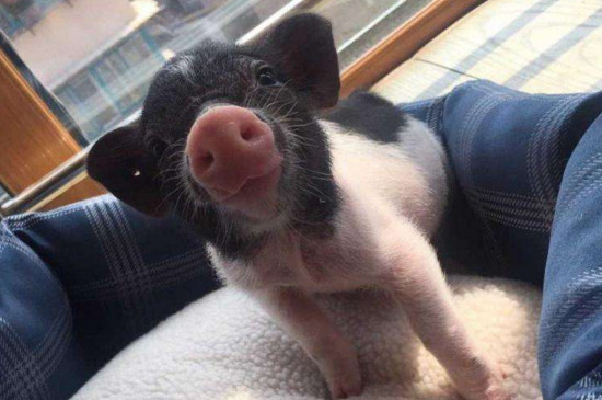 宠物猪为什么一直拱人