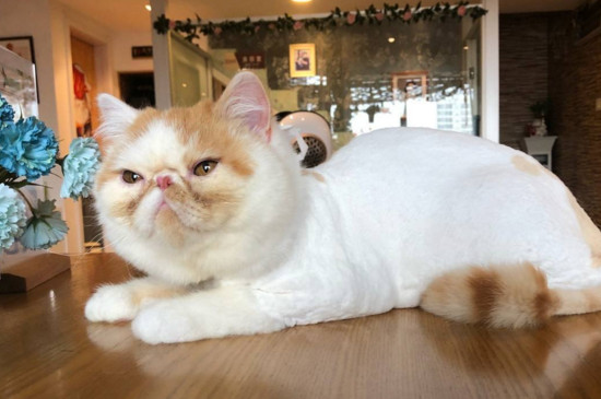 猫咪大全  这时尽量不要给猫咪洗澡,可以用湿毛巾擦拭猫咪的毛发,定期