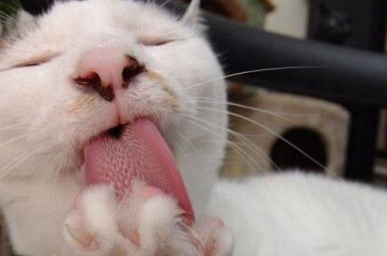 猫咪大全  猫咪在热的时候吐舌头能散热,达到降温的目的.