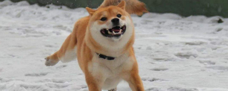 柴犬越打越咬人