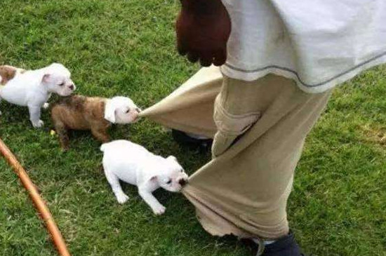 狗狗咬主人裤腿是什么意思