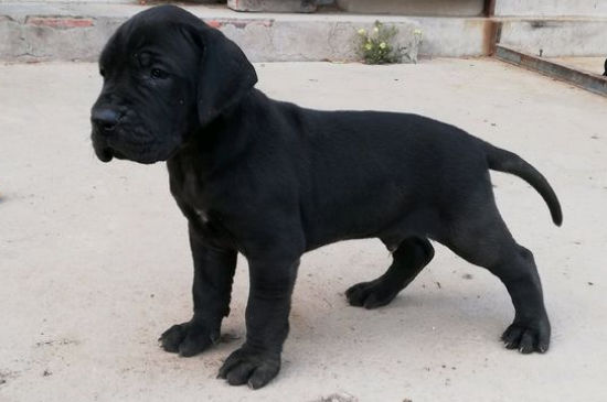 大丹犬怎样立耳