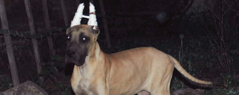 大丹犬怎样立耳