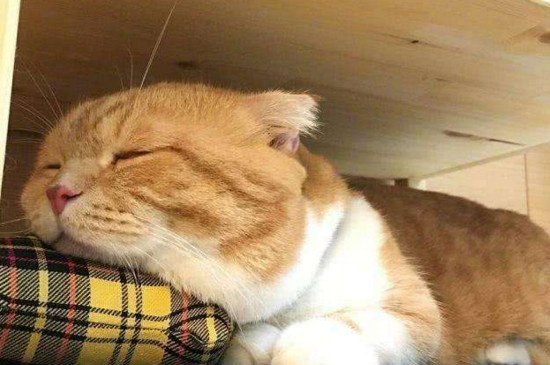 猫咪难受的姿势