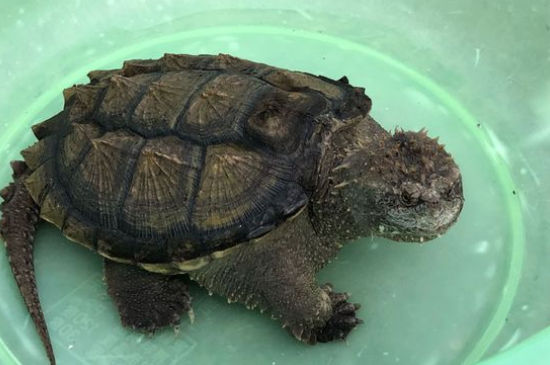 尤其是佛鳄龟这种皮薄的鳄龟,换水太勤很容易腐皮,而皮较厚的大鳄龟不