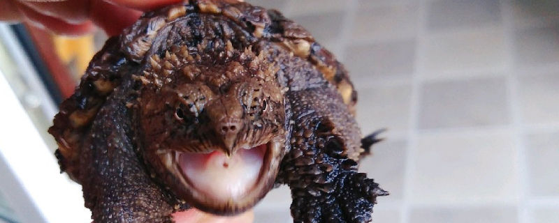 小鳄龟舌头图片