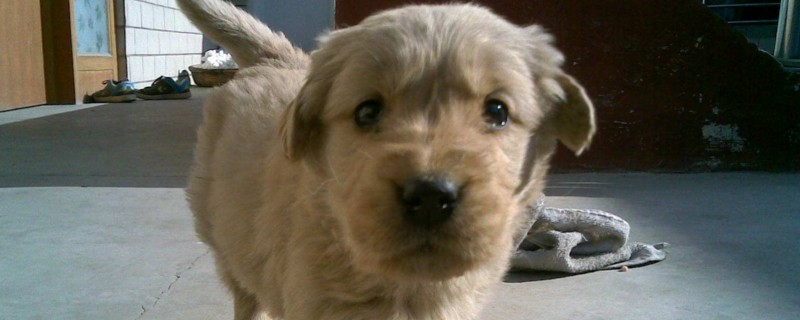 金毛幼犬怎么咬人