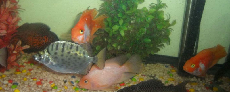 新鱼入缸多久喂食