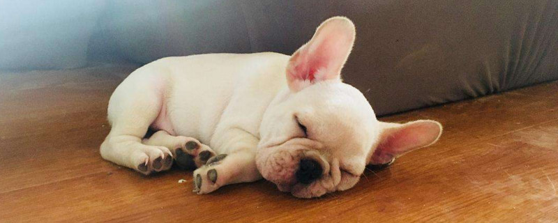 新手养法斗要买些什么