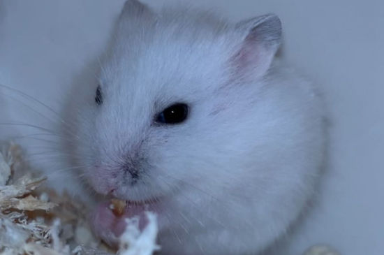 仓鼠哭了的安慰