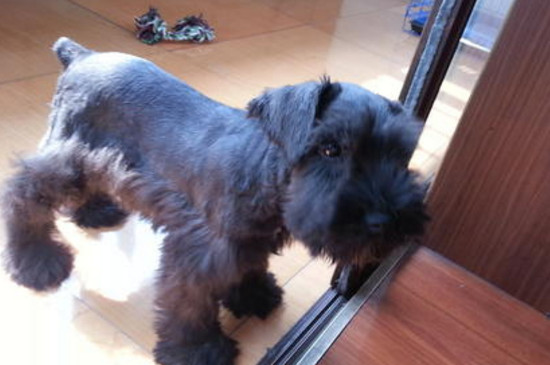 雪纳瑞剃光毛多久长长