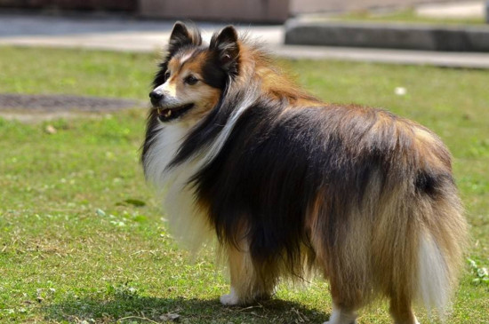 喜乐蒂可以养到多大呢