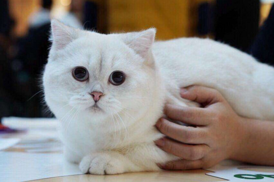 银点猫的耳朵间距大,头很圆,脖子,腿,尾巴都很短,而且银点猫的毛发