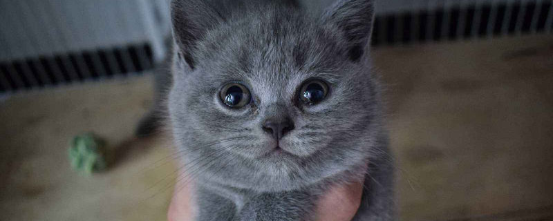 蓝猫和你亲近的表现-轻博客