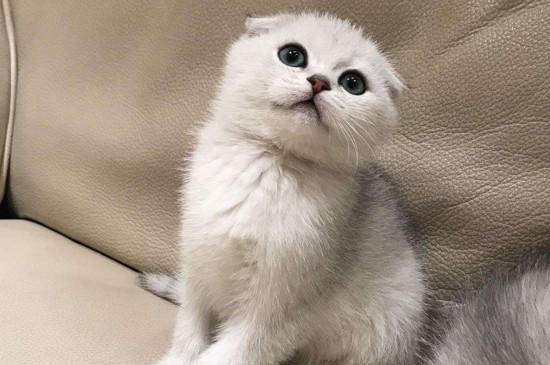猫咪大全  假折耳就是折立耳,这种猫咪含有折耳猫的外形,其实是没有