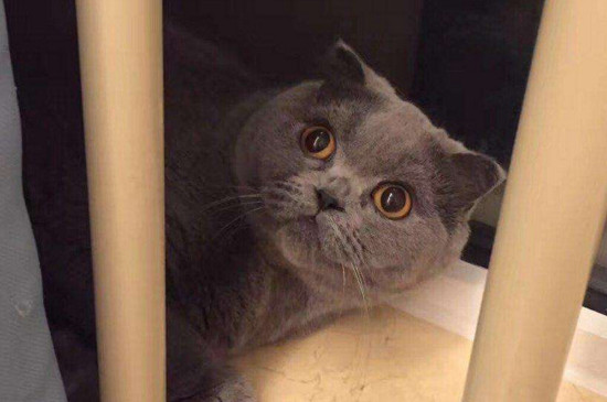 猫咪大全  折耳立的耳朵会偏小,外形像折耳猫一样可爱,如果不知道怎样