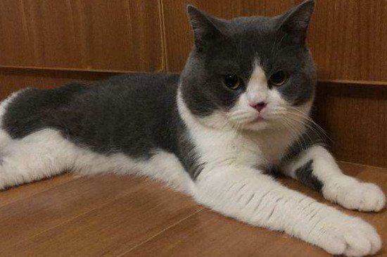 英短蓝白几个月发腮