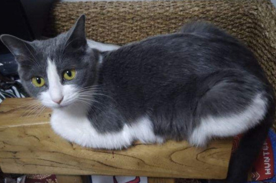 土猫怎样养熟 —【宠物圈】