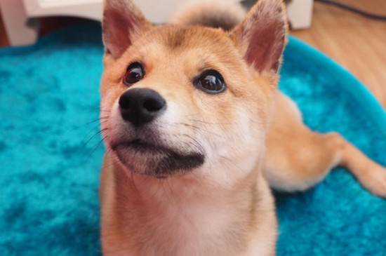 狗狗资讯  柴犬狐狸脸大约在3~4个月暴脸,会使柴犬的脸变得圆润,但是