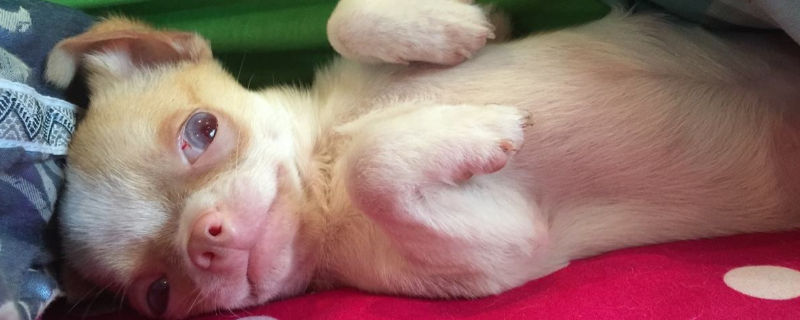 吉娃娃怀孕63天左右