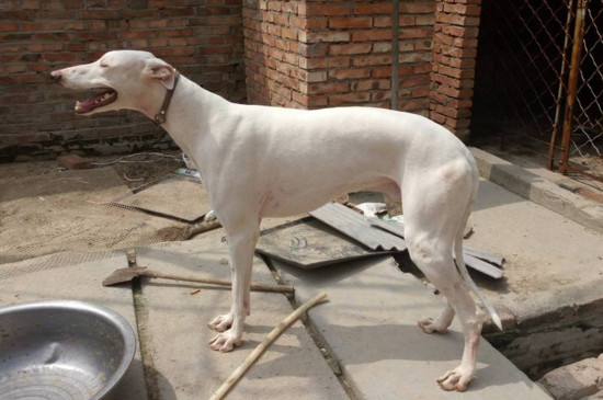 灵缇犬幼犬一天喂几次