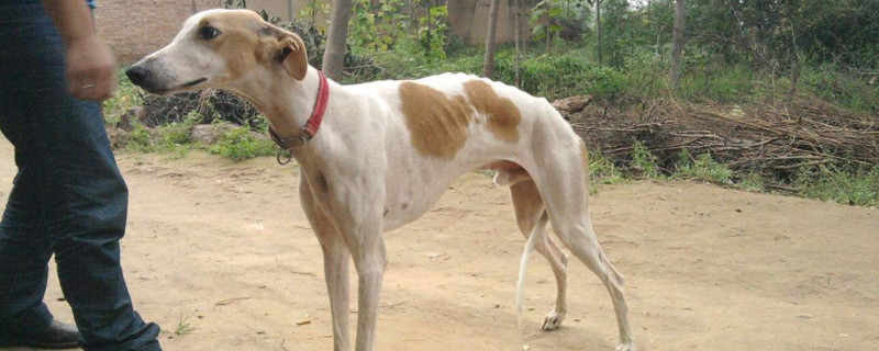 狗狗大全  通常情况下,灵缇犬幼犬一天需要喂食4～5次,需少量多餐喂食