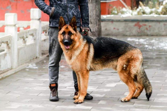 德牧为什么咬主人的手